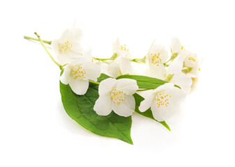 White jasmine flowers. - 760796968