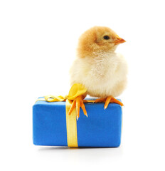 A chicken sitting on a gift. - 760796990