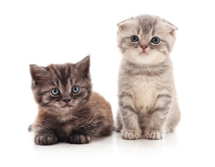 Two small kittens. - 760796991