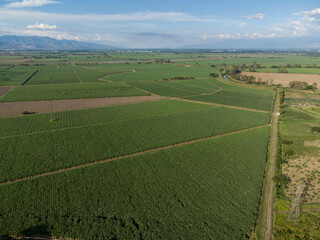 Aerial drone view of sugar cane fields in Valle del Cauca, Colombia