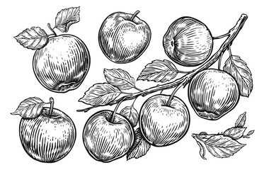Apple fruit, branch with leaves. Set of sketch apples. Hand drawn engraving style vector illustration