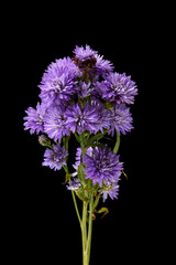 purple asters isolated on black background close-up macro photography