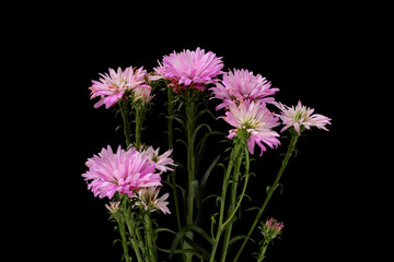 purple asters isolated on black background close-up macro photography