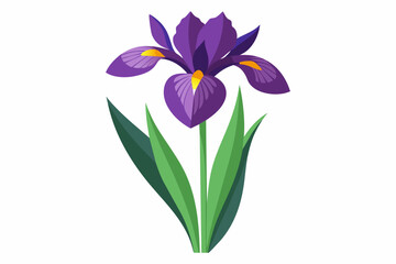 Iris flower with stem and dark green leaves, vector art illustration