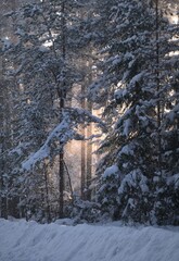 Winter frosty sunny landscape. Forest in winter