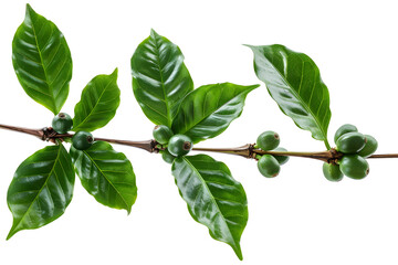 Fototapeta premium Coffee beans on a tree branch with leaves isolated on white background. Can be used for agriculture or beverage-related designs.