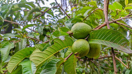 Lush green guava tree leaf fruit plants in Indonesia