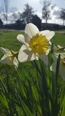 Sonnenlicht scheint durch die gelb weißen Blüten von Osterglocken Narzisse Narcissus auf dem grünen Rasen.  Sonniger Tag im Frühling 