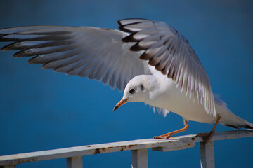 Common tern with wings spread out about to take flight