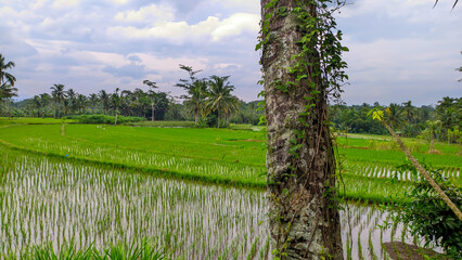 Fototapeta premium View of lush green vast rice fields in Indonesia, Indonesian agriculture