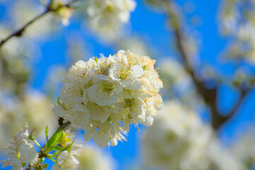 Plumb tree in bloom