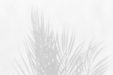 Gray shadow of natural palm leaf abstract background falling on white concrete wall texture for background and wallpaper. Tropical palm leaves foliage shadow overlay effect, mockup and design