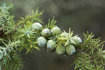 Phoenician Juniper Berries (Juniperus phoenicea) Platamona, Sassari, Sardinia, Italy.