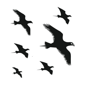 Flying Bird silhouette. eagle silhouette. Flock of flying birds. Flying birds silhouettes on white background. Vector illustration. isolated bird flying. tattoo design. group of flying birds
