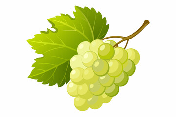  Grapes one piece, white background, vector illustration 