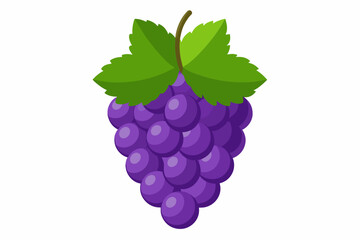  Grapes black berry color, one piece, white background vector illustration 