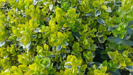 green leaves background from a Euonymus fortunei plant