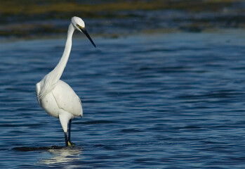 White egret, Egretta garzetta, Ardeidae, Stintino, Sardegna, (Sardinia), Italy (Mediterranean sea) 