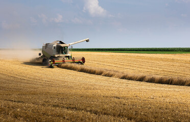 Fototapeta premium Harvesting combine in the wheat.