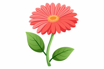 Gerbera flower with stem and dark green leaves, vector art illustration
