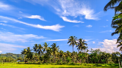 View of tall coconut trees with clear cloudy sky with empty space in Indonesia