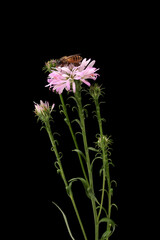 Bee on a pink flower, isolated on black background. Macro.
