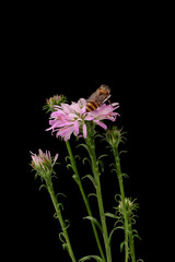 Bee on a pink flower, isolated on black background. Macro.