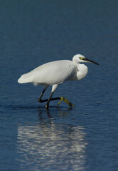 White egret, Egretta garzetta, Ardeidae, Stintino, Sardegna, (Sardinia), Italy (Mediterranean sea) 