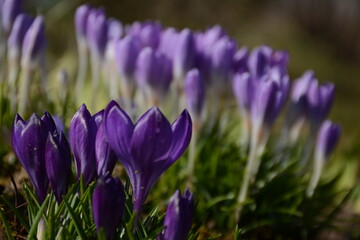 Glade with purple crocuses in spring