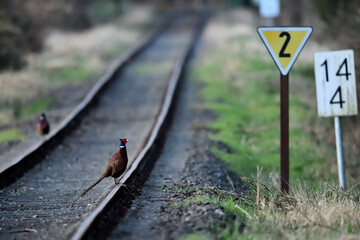 Farbenfrohes Tier (Rebhuhn) auf alten Bahngleisen einer stillgelegten Bahnstrecke