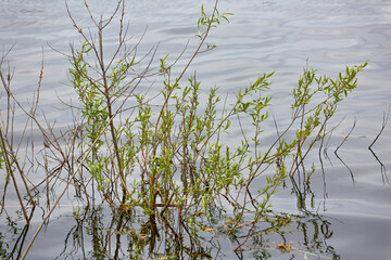 green willow branches with young leaves growing from the water