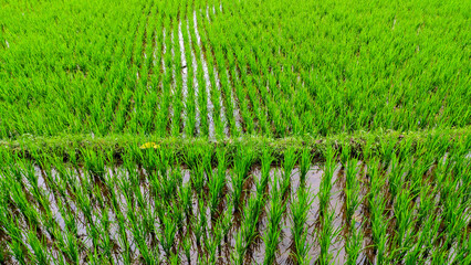 Close up view of super green and fresh rice plants in Indonesian rice fields