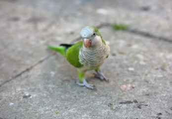 Small cute parrot stands on the ground