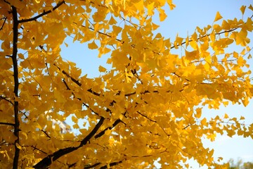 Gingko with blue Sky in Autumn