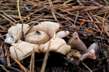 mushroom in the forest, Mushroom, Geastrum sp. Pine forest of Baratz, SS, Sardinia, Italy.