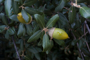 Acorns. Holm oak (Quercus ilex). Alghero. Sardinia. Italy