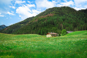 A wooden hut in field of spring dandelions in Dolomites, South Tyrol, Italy