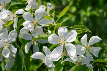 blossoming fruit tree in spring