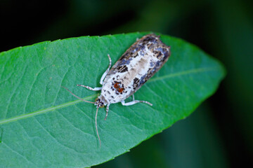 White-backed Marble (Hedya salicella). Beautiful moth of the family Tortricidae, leafroller moths.