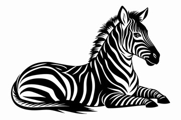 silhouette of zebra laying in profile on white b 