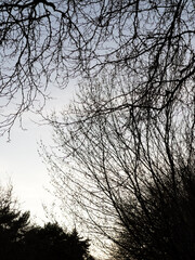 silhouette of a tree in the sunset