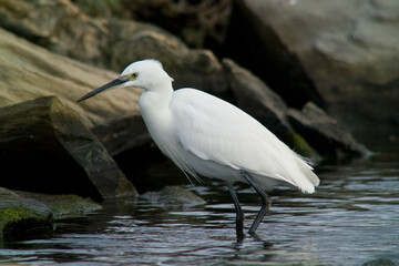 White egret, Egretta garzetta, Ardeidae, Stintino, Sardegna, (Sardinia), Italy (Mediterranean sea) 