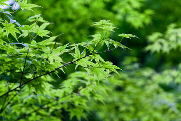 Japanese maple - Acer palmatum
