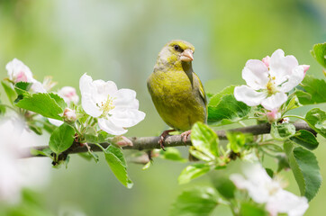 Little bird perching on the branch of blossom apple tree. European greenfinch - 760815129