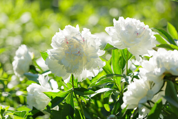 blooming white peony flowers in garden