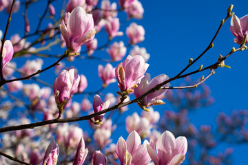 blooming magnolia trees in spring
