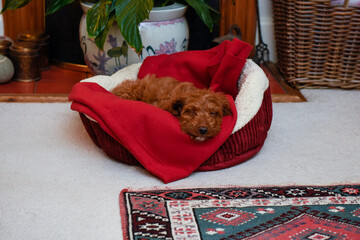 Puppy dog asleep in a basket in a cosy home interior - Powered by Adobe