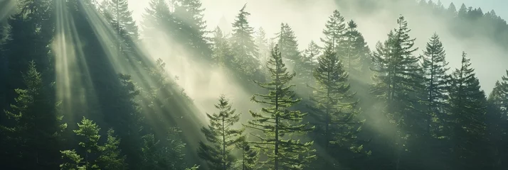 Zelfklevend Fotobehang Redwood Forest in Sunlight, Green Pine Trees in Sunlight Rays Falling, Copy Space © artemstepanov