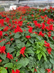 red and white flowers