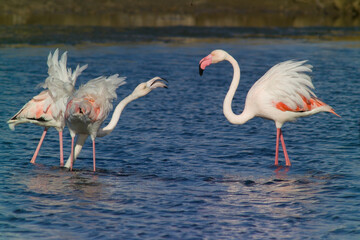 pink flamingo (Phoenicopterus ruber) fighting during courtship display, Stintino, Sardinia, Italy. (Greater) Flamingo. Italy